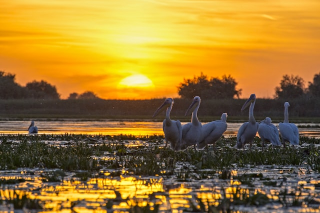 Delta Dunarii pelicani Romania